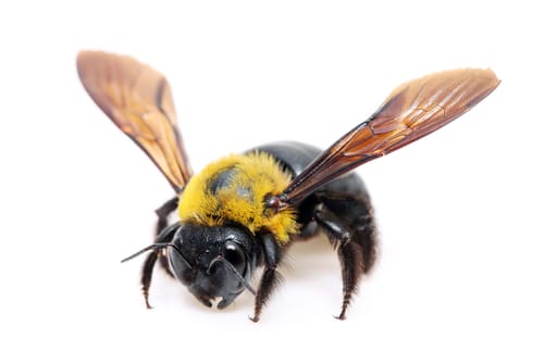 Carpenter Bees Pickering