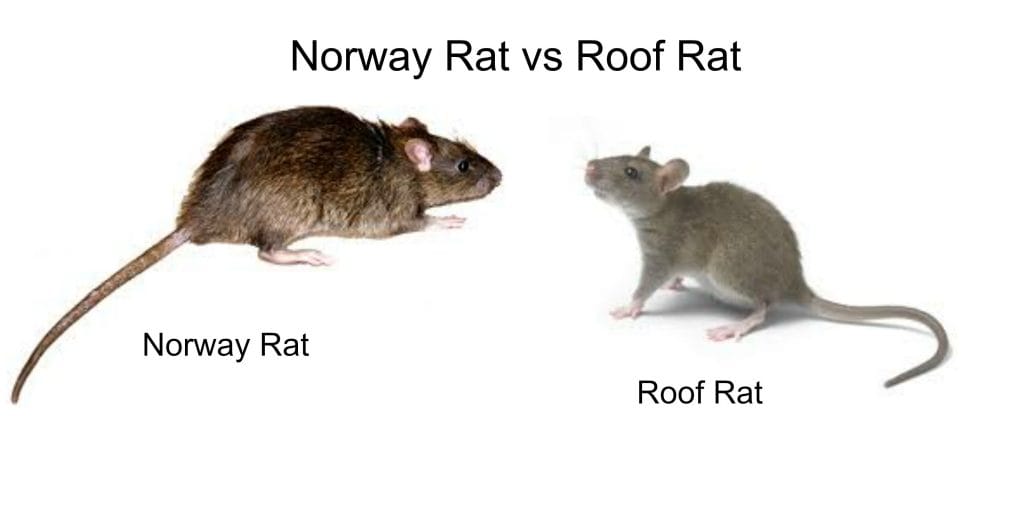 Roof Rat vs Norway Rat Control Pickering