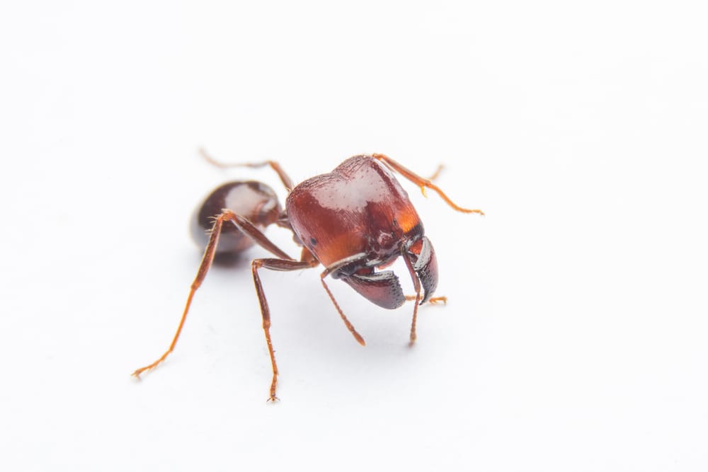 ant control Pickering