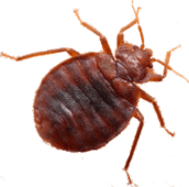 bed bug exterminator pest control Pickering