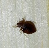 bed bug identification Pickering
