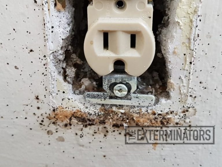 bed bugs wall outlet control Pickering