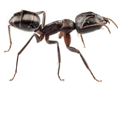 carpenter ant control Pickering