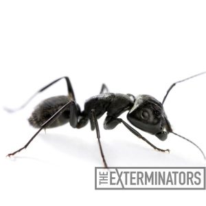 carpenter ant pest control Pickering
