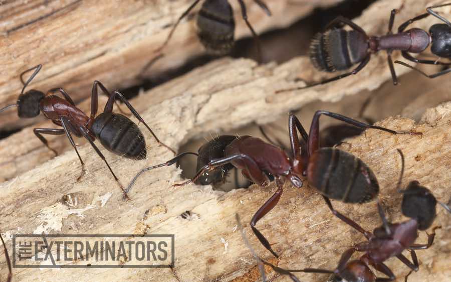 carpenter ants exterminator Pickering
