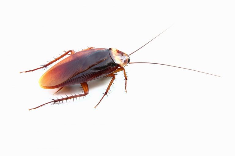 cockroach control Pickering