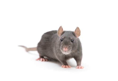 rat exterminator Pickering
