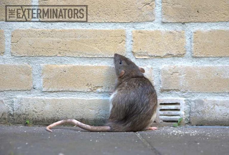 rat removal Pickering