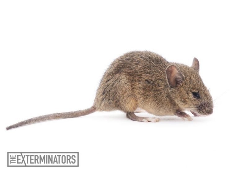 rodent extermination mouse control Pickering
