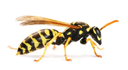 wasp removal Pickering