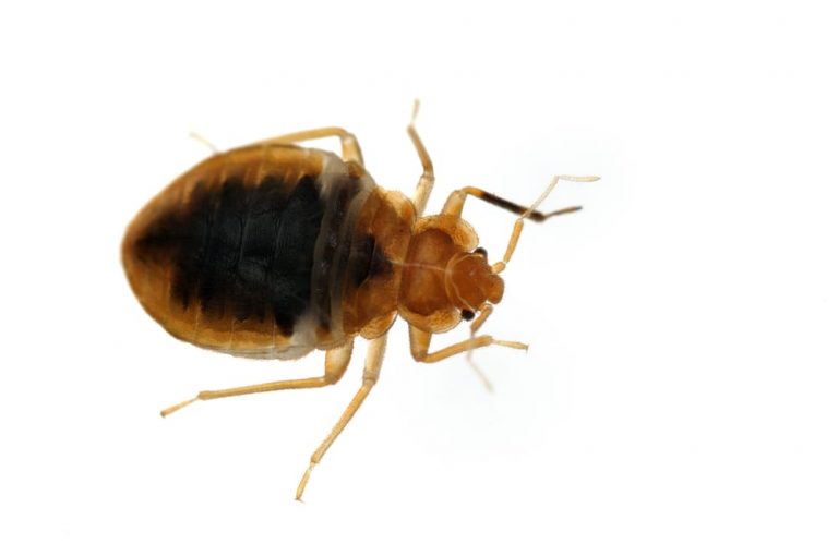 bed bug exterminator pickering