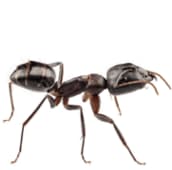 ant exterminator pickering