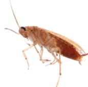 cockroach exterminator pickering