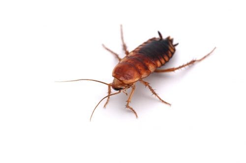 cockroach pest control Pickering