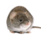 mouse exterminator pickering