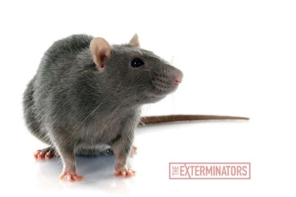 rat exterminator Pickering