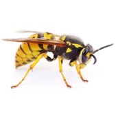 wasp control Pickering