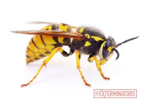wasp exterminator Pickering