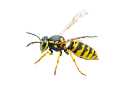 Yellow Jacket Control Pickering